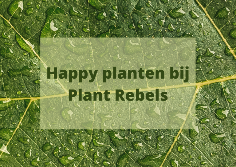 #51. Richt je huis leuk in met Plantrebelz.nl